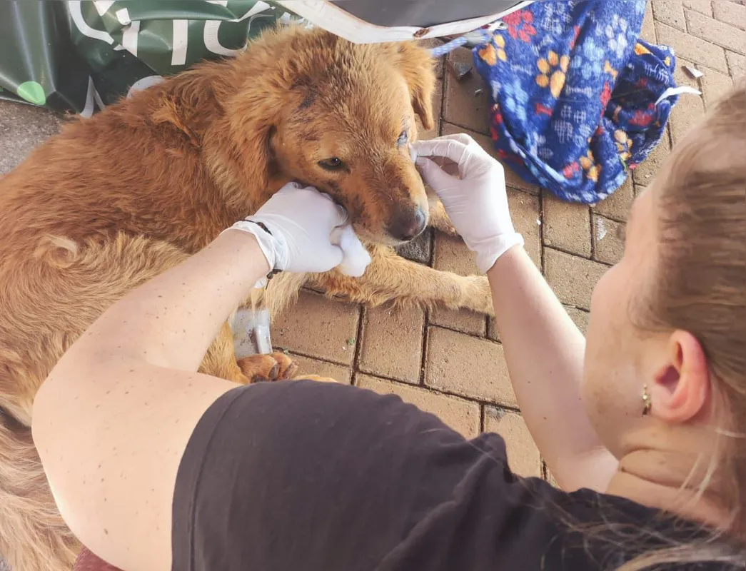 Animais têm seus ferimentos limpos por membros da ONG Bicho Vivo