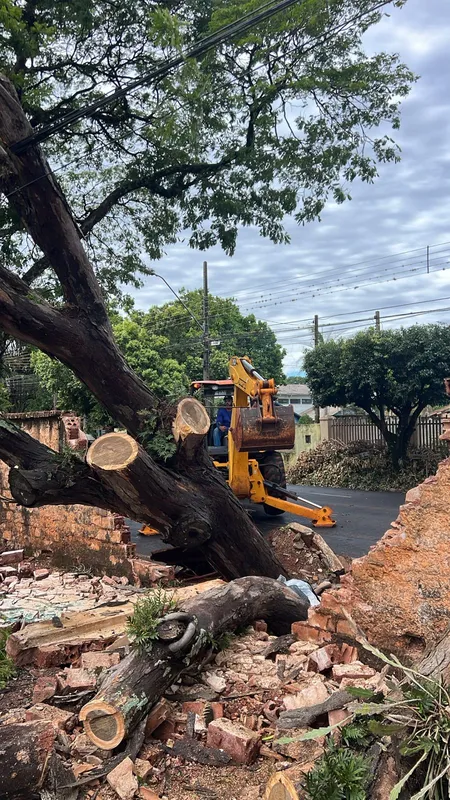Imagem ilustrativa da imagem Temporal causa 126 quedas de árvore e deixa 10 mil imóveis sem luz em Londrina