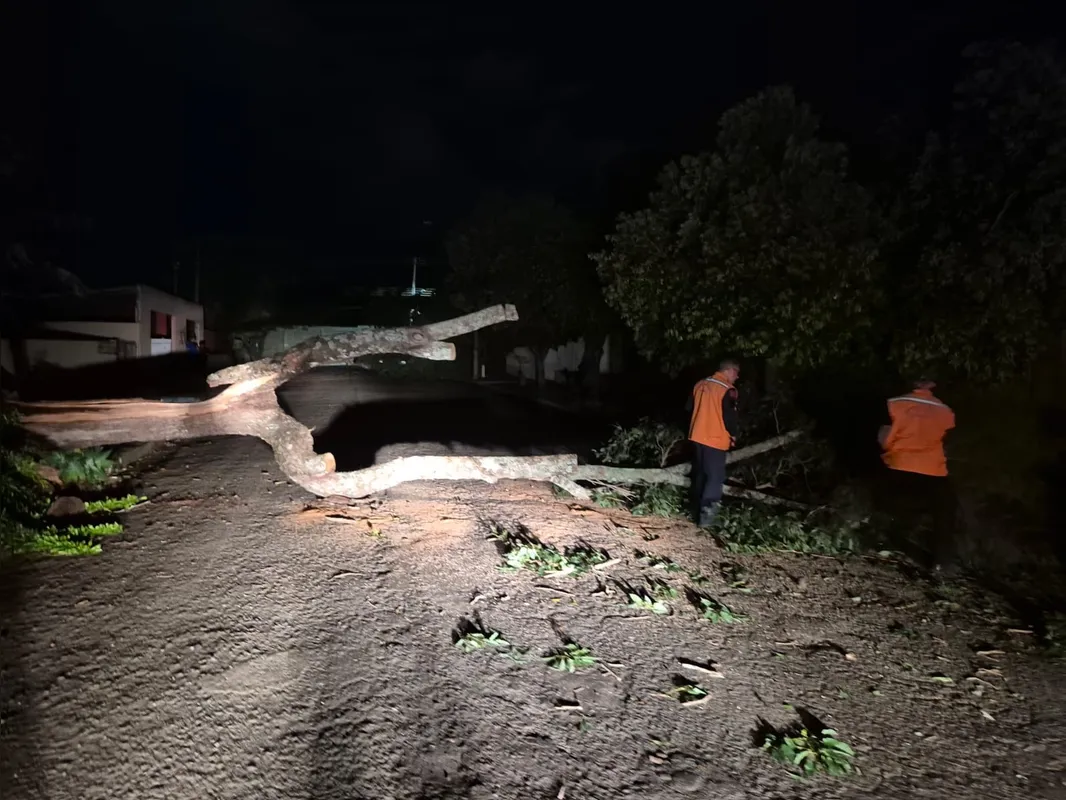 Imagem ilustrativa da imagem Temporal causa 126 quedas de árvore e deixa 10 mil imóveis sem luz em Londrina