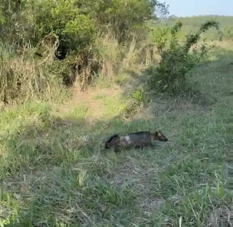 Imagem ilustrativa da imagem Três animais tratados em Londrina são devolvidos à natureza