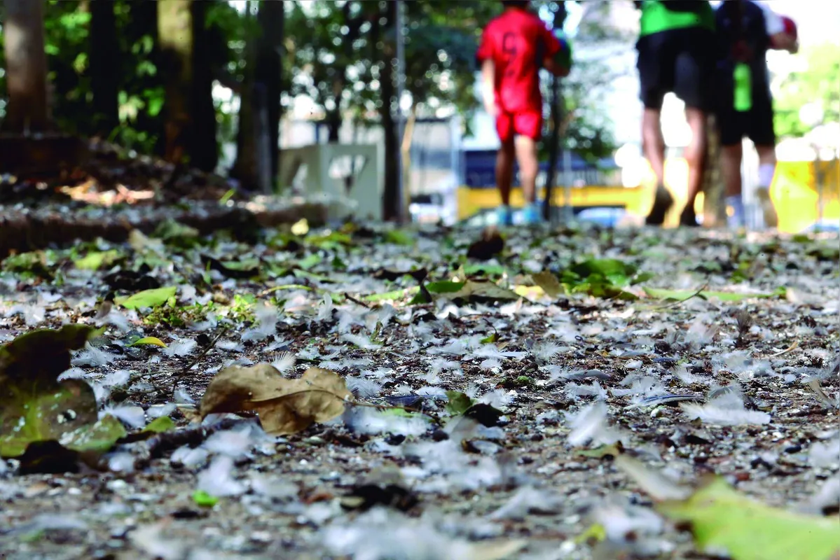 Superpopulação de pombos no Bosque Central causa transtornos. Prefeitura estuda medidas para controlar o impacto na saúde pública
