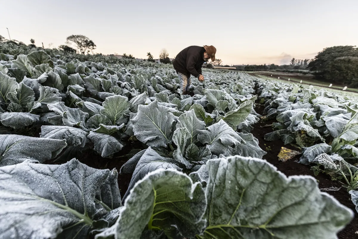 Geada atinge lavouras no Paraná. Produtores rurais calculam os danos e temem prejuízos na safra de inverno