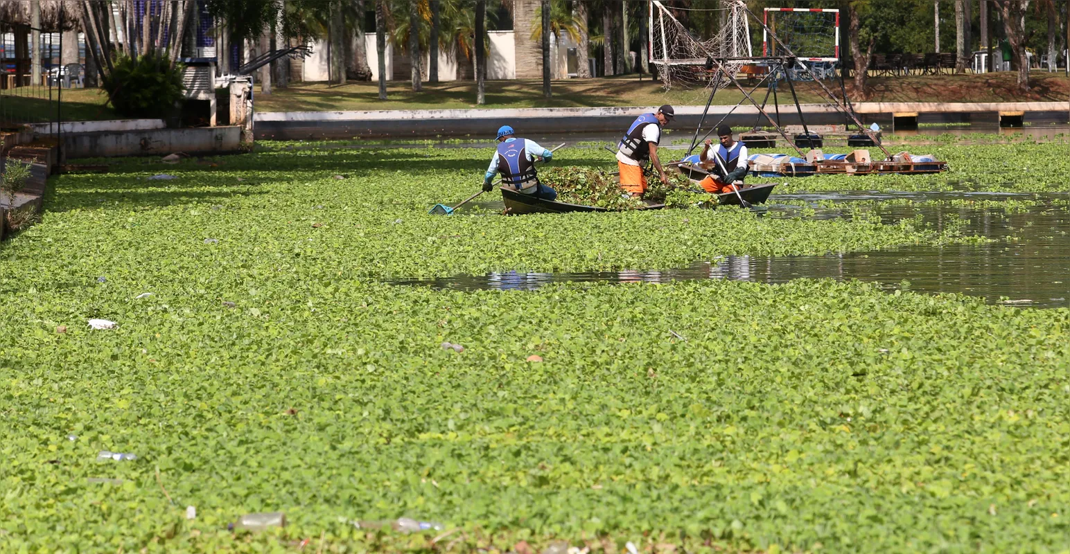 Limpeza no Lago: equipes iniciam a retirada massiva de alfaces-d’água do Igapó. A operação visa recuperar o espelho d'água e a oxigenação