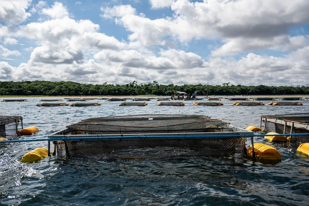 Imagem ilustrativa da imagem Sanção de lei  abre caminho para cultivo de tilápia no reservatório de Itaipu