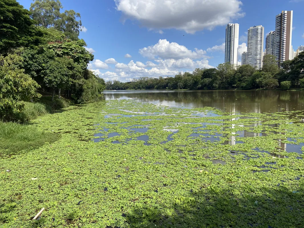 Macrófitas aquáticas voltaram a ocupar parte do Lago Igapó 2: causa da proliferação deve ser investigada