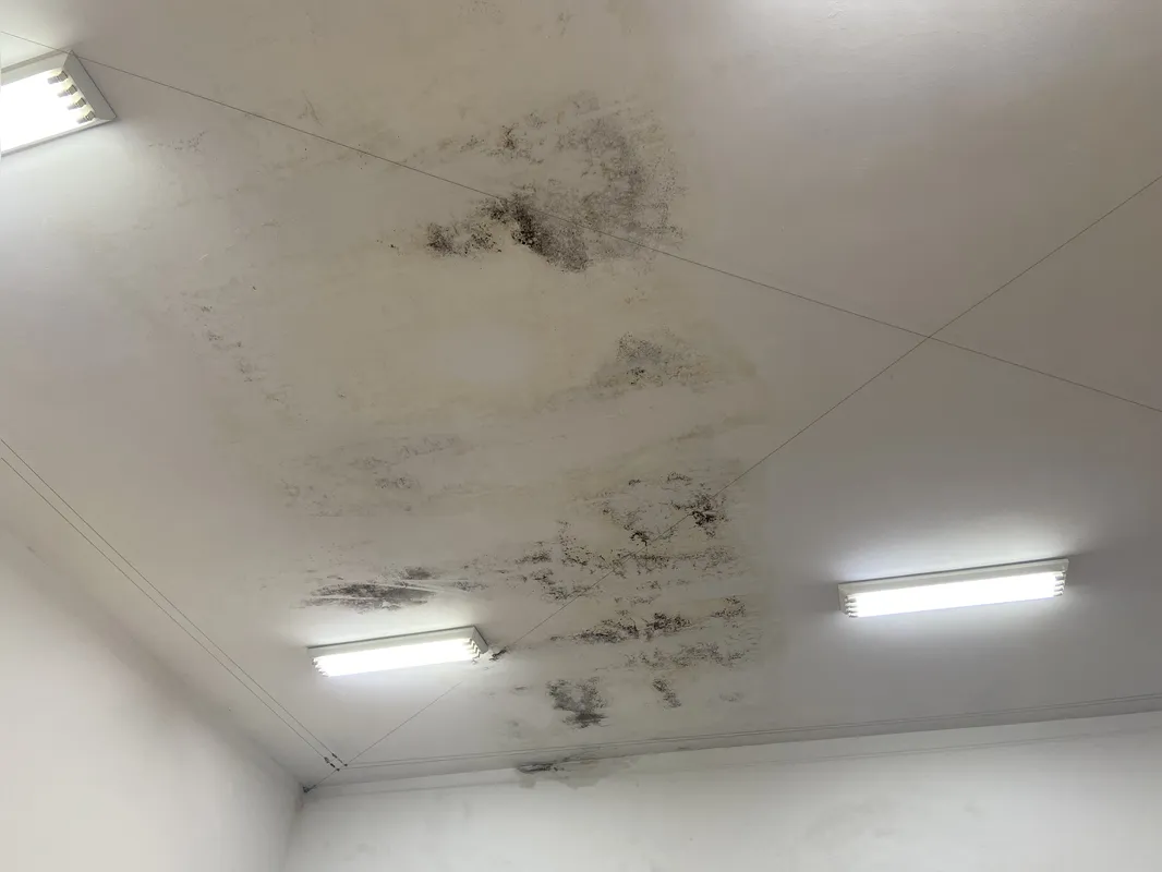 Teto em sala de exposições está coberto, em boa parte, por mofo