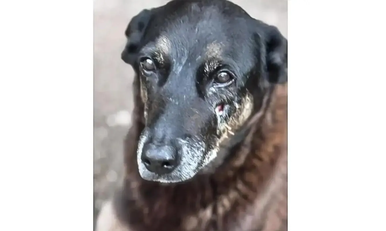 Orelha, um cão comunitário de Florianópolis, foi morto com brutalidade
