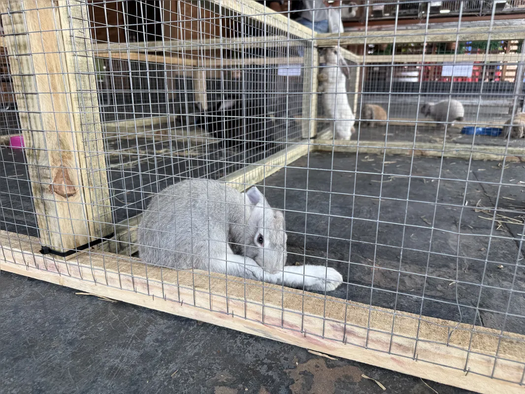 À venda na Expo Pet, coelho da raça Mini Lop Uruguaio fica do tamanho de um gato quando adulto