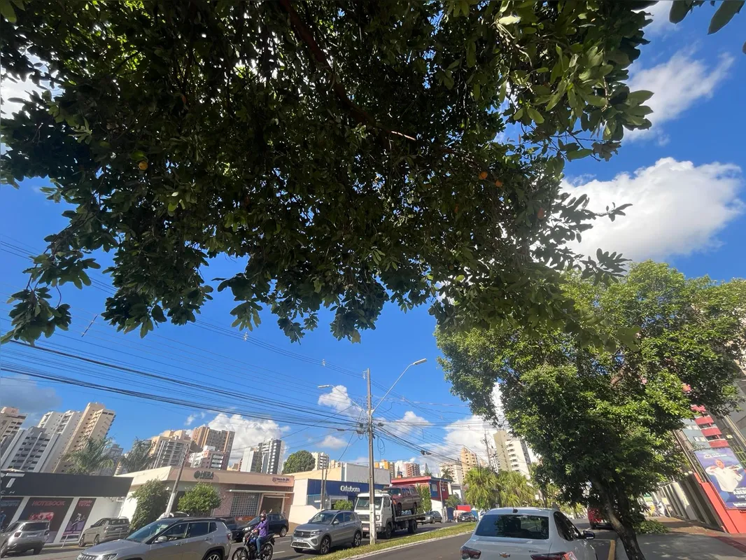 Exemplares de oiti que embelezam a avenida Juscelino Kubitschek, em Londrina