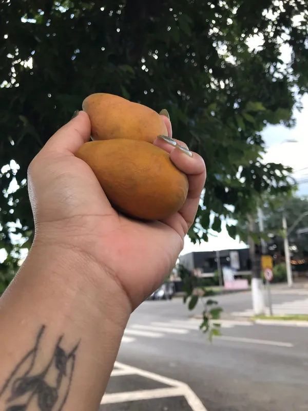 Árvores carregadas e calçadas repletas de frutas caídas, sabor doce é desconhecido pela população