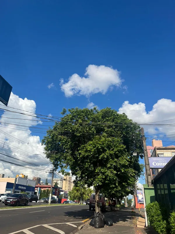 Árvore, frondosa, pode  pode atingir entre 8 e 15 metros de altura. Na foto, pé de oiti tem 15 anos.