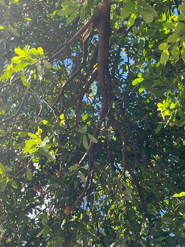 Imagem ilustrativa da imagem Fruta 'desconhecida' nas calçadas de Londrina intriga moradores: Pode comer?