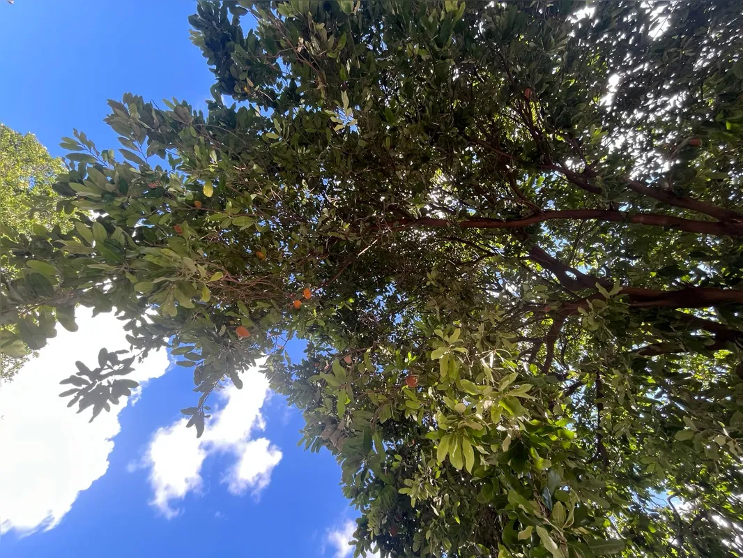 Imagem ilustrativa da imagem Fruta 'desconhecida' nas calçadas de Londrina intriga moradores: Pode comer?