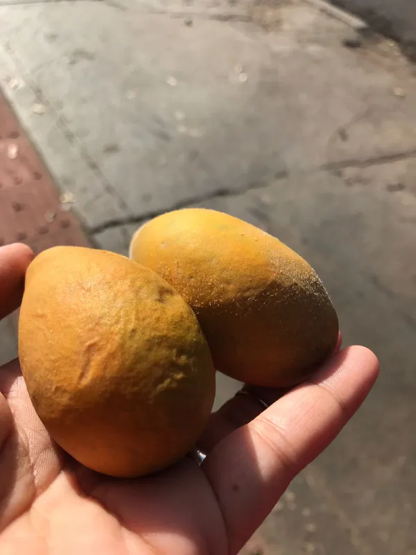 Oiti: a polpa madura pode entrar em vitaminas e sucos, combinada com água ou leite