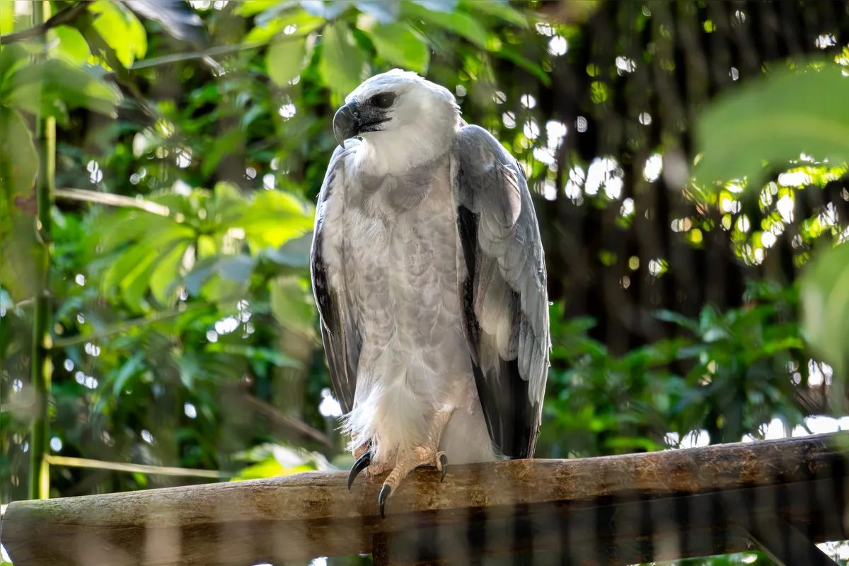A harpia é a maior águia do mundo e depende diretamente de florestas preservadas para sobreviver