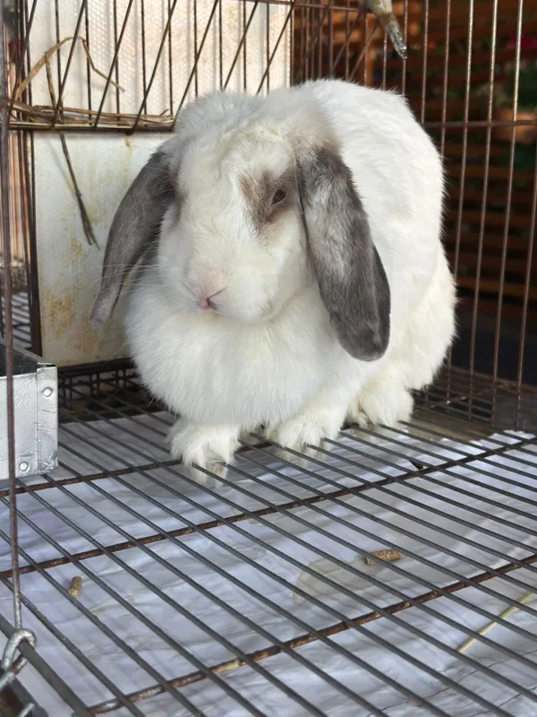 Os coelhos chamam a atenção de quem visita A Expo Pet, que acontece pela terceira vez na Expo