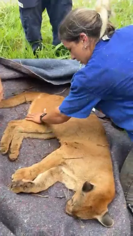 Imagem ilustrativa da imagem Morre a onça atropelada que passou por cirurgia em Londrina