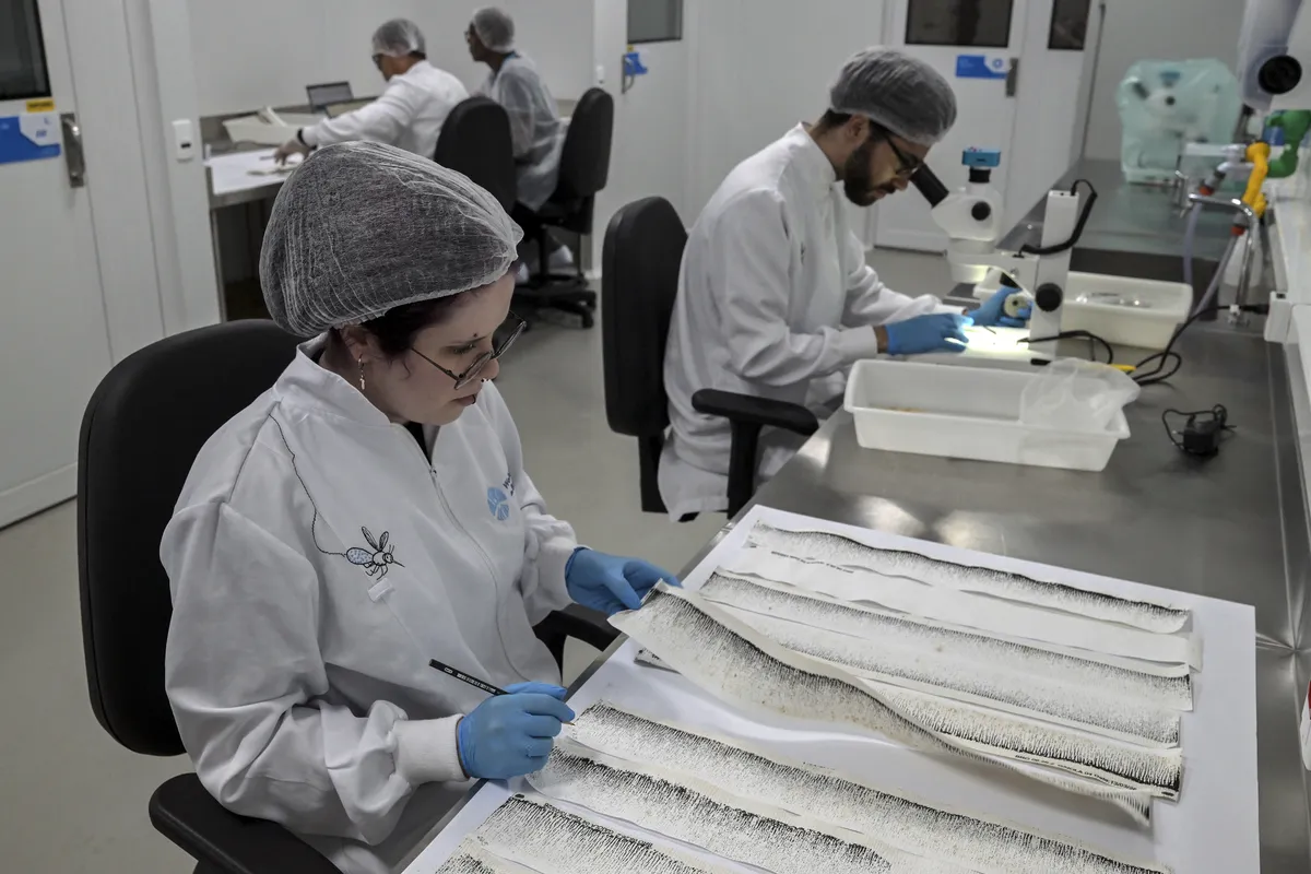 Pesquisadores examinam ovos do mosquito Aedes aegypti em um laboratório da empresa de biotecnologia