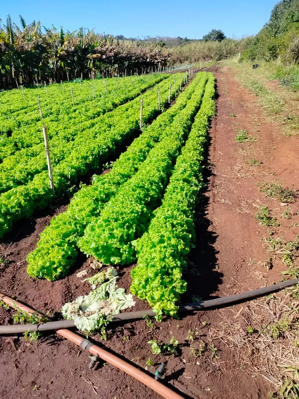 Agrofloresta em Congonhinhas