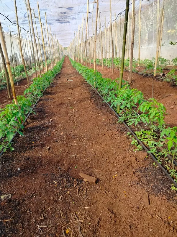 Agrofloresta em Congonhinhas
