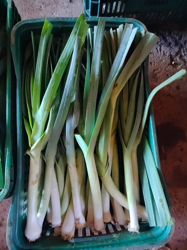 Agrofloresta em Congonhinhas