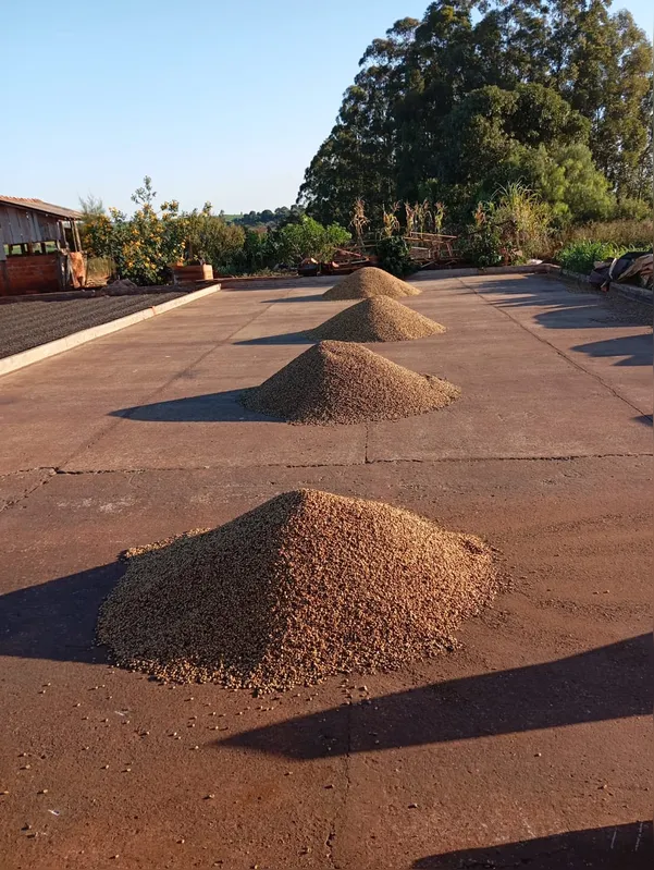 Produção de café em Congonhinhas