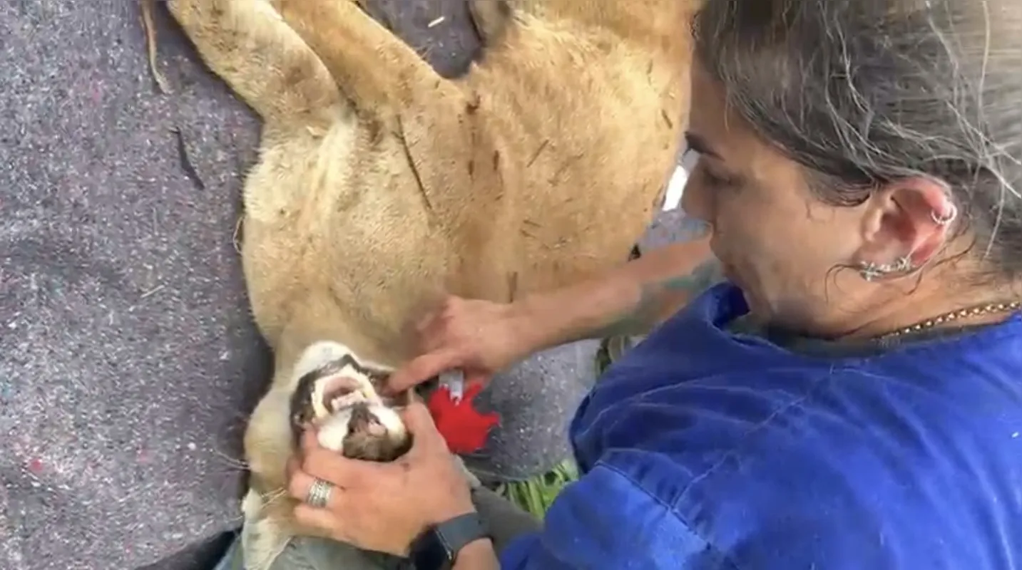 Veterinária Daniela Martina fez uma avaliação prévia da onça ainda na área de mata