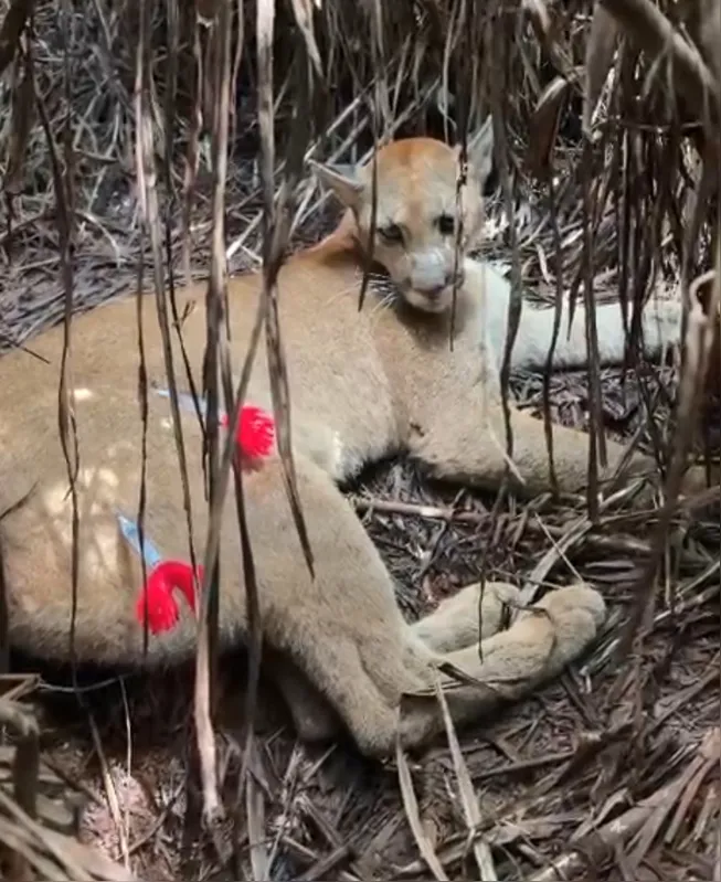 Dois dardos tranquilizantes foram aplicados no felino
