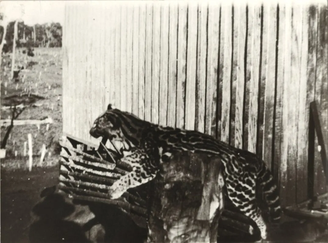 Animal foi caçado por um pioneiro durante as expedições para desbravar as matas