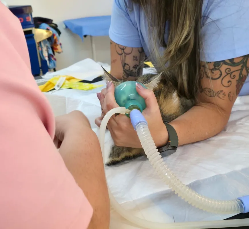 Gata recebe atendimento veterinário após ter sido arremessada do 12º andar