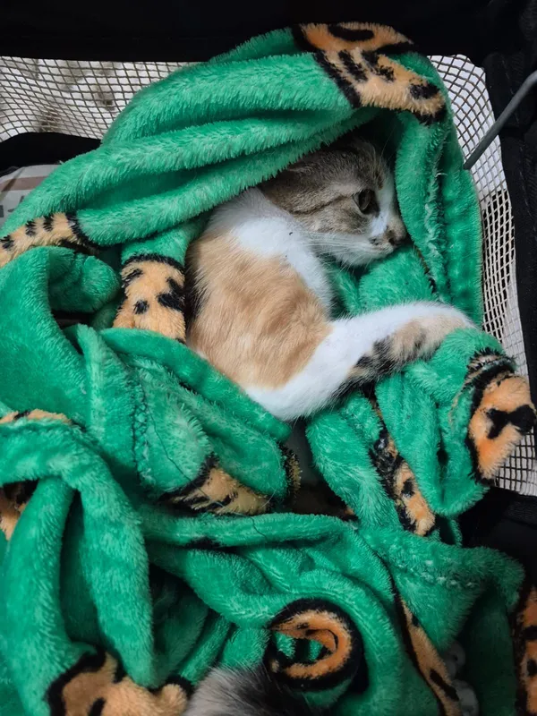 Gata está sob os cuidados da  ONG Força Animal