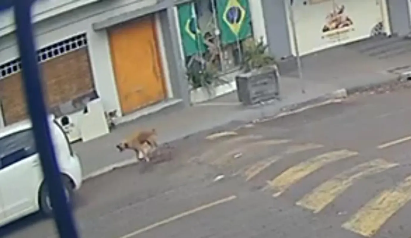 Após o atropelamento, o motorista foge e Marrom levanta e começa a chorar