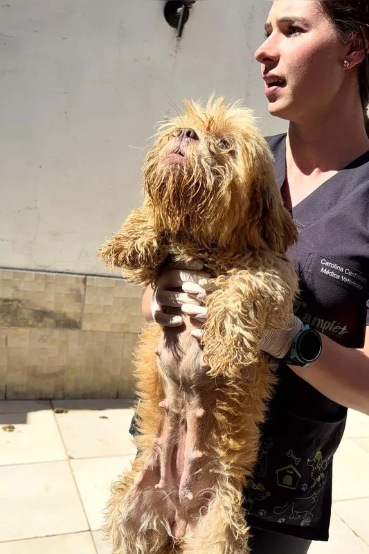 Policiais e veterinários encontraram os animais vivendo em péssimas condições de higiene e manejo