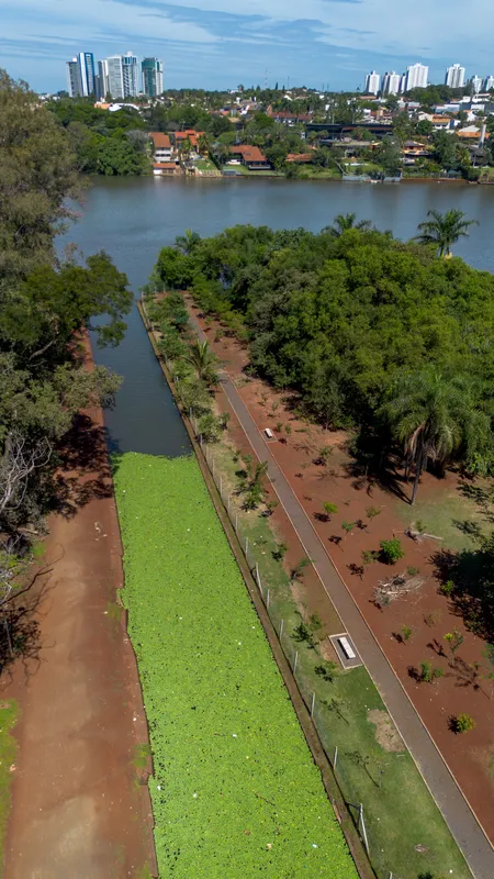 Imagem ilustrativa da imagem Proliferação de macrófitas volta a poluir o Lago Igapó