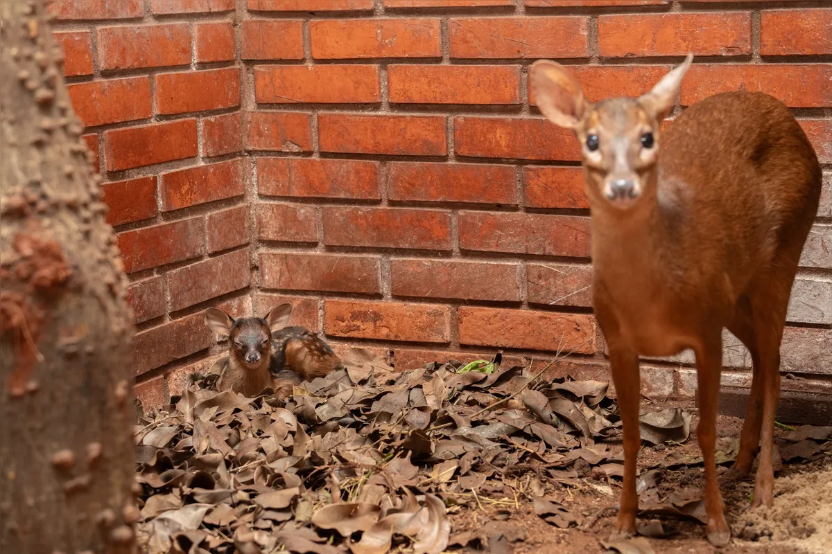 Bambi e a  mãe Bambina