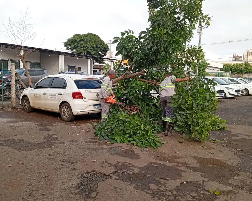 Imagem ilustrativa da imagem Temporal causa queda de árvores e interdita vias em Londrina