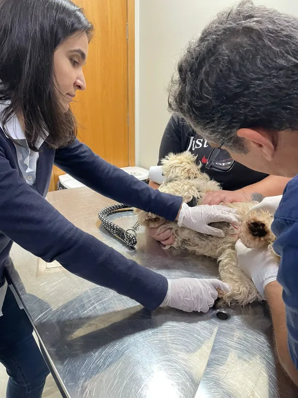 "O número real de casos é provavelmente muito superior aos registros oficiais”, diz Ana Paula Marcos, do Hospital Veterinário Municipal UABA de Londrina