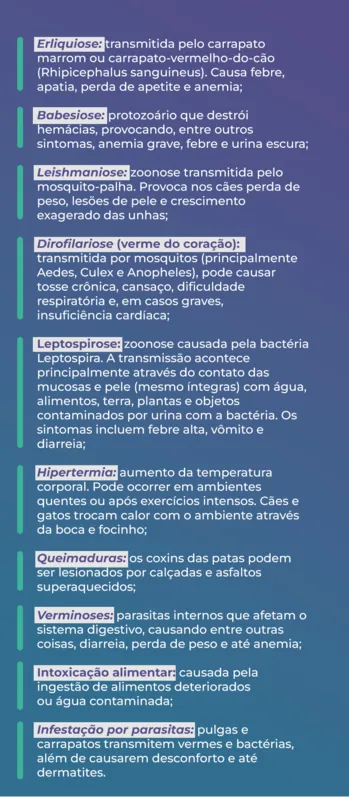 Imagem ilustrativa da imagem Verão seguro: cuidados essenciais para proteger os pets