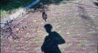 Bucolismo e misticismo em cena cotidiana