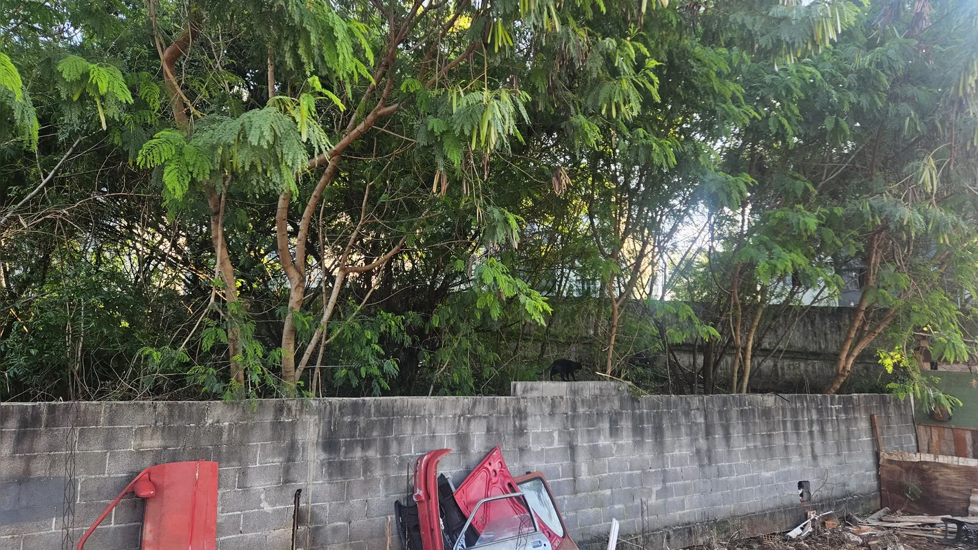 Imagem ilustrativa da imagem Ajuda mútua faz parte da rotina dos moradores do Jardim Cristal