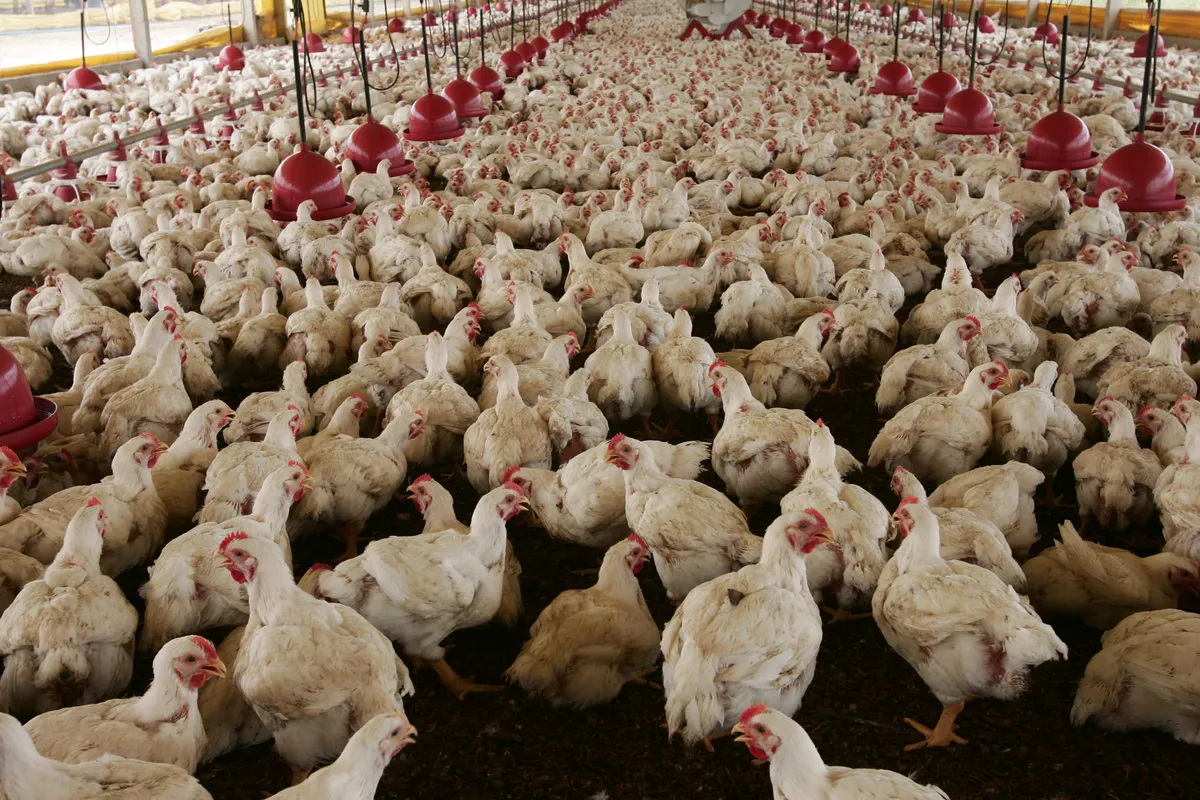 Imagem ilustrativa da imagem China mais contida preocupa agro paranaense