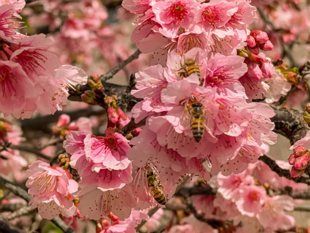 Imagem ilustrativa da imagem Florada das cerejeiras transforma a paisagem de Apucarana