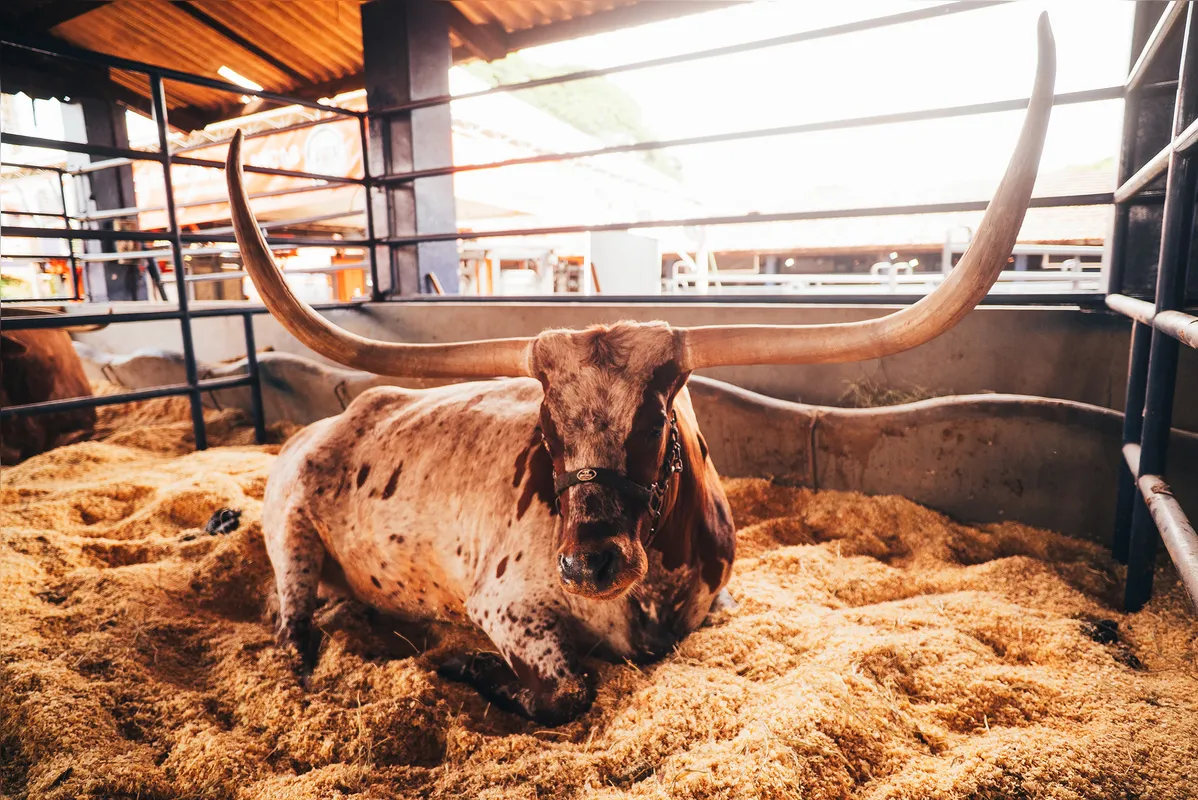 Pavilhao Longhorn