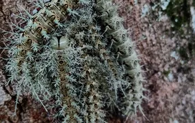 Beleza perigosa