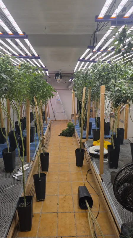 Todo o material encontrado pela Polícia Civil foi apreendido e a maconha será destruída, conforme prevê a Lei de Drogas