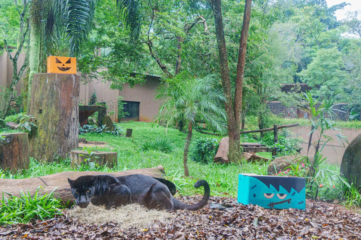 Imagem ilustrativa da imagem Animais do Refúgio Biológico 'celebram' Dia do Saci e Halloween