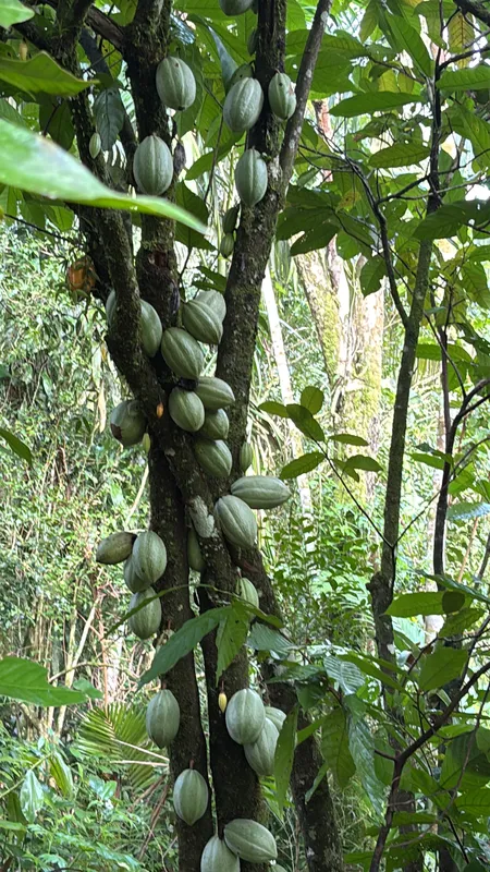 Imagem ilustrativa da imagem Cacau do Litoral do Paraná pode dar origem a chocolate único