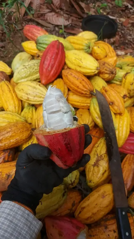 Imagem ilustrativa da imagem Cacau do Litoral do Paraná pode dar origem a chocolate único