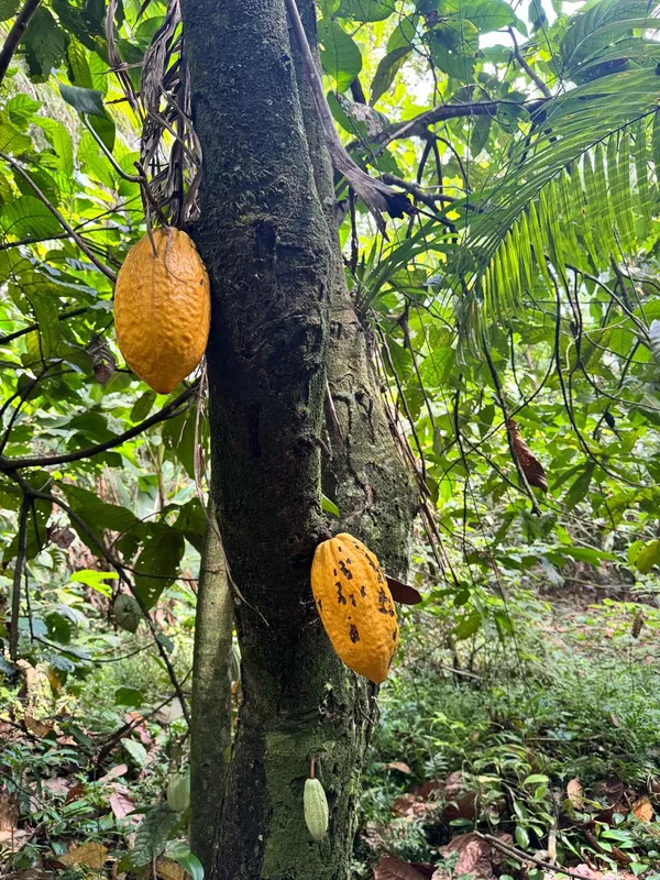 Imagem ilustrativa da imagem Cacau do Litoral do Paraná pode dar origem a chocolate único