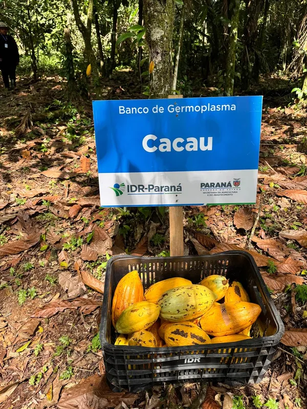 Imagem ilustrativa da imagem Cacau do Litoral do Paraná pode dar origem a chocolate único
